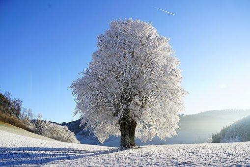 Talvinen puu
